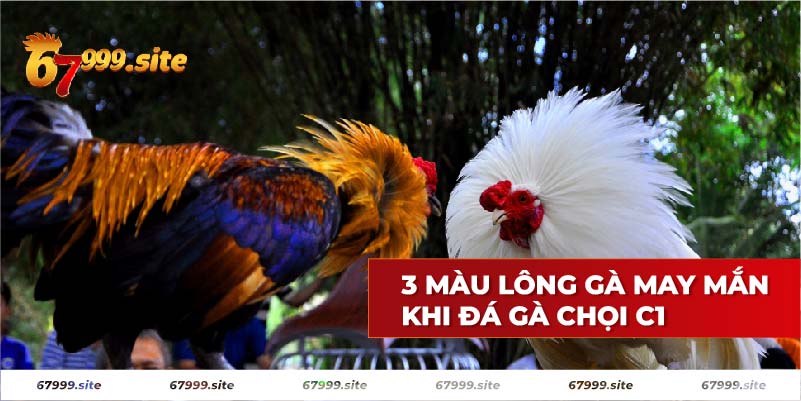 Màu lông gà may mắn khi đá gà chọi C1