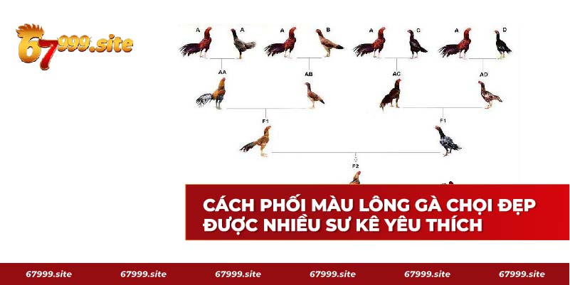 Cách phối màu lông gà chọi đẹp