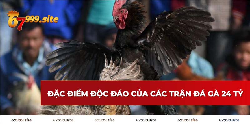 Điểm độc đáo của trận đá gà 24 tỷ