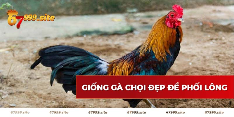 Giống gà chọi đẹp để phối giống