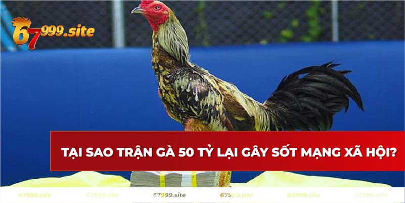 Tại sao trận gà 50 tỷ gây sốt 