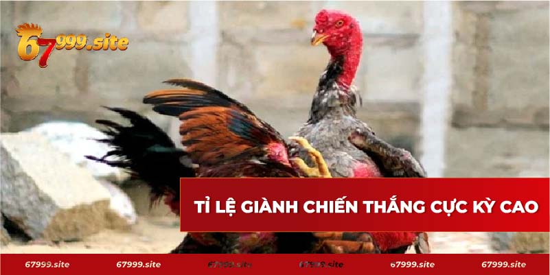 Tỉ lệ giành chiến thắng của gà linh kê