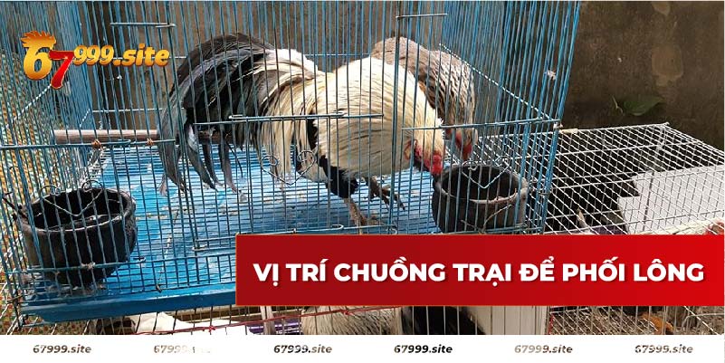 Đặt vị trí chuồng trại để phối giống